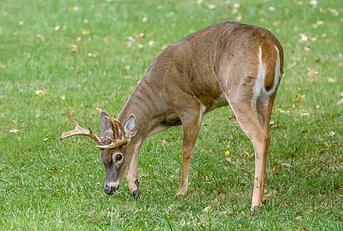 Columbian white-tailed deer
